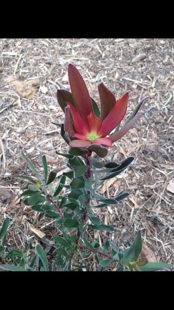 Trusted yard maintenance experts serving Santa Barbara, CA - Martin Bros Landscape Management