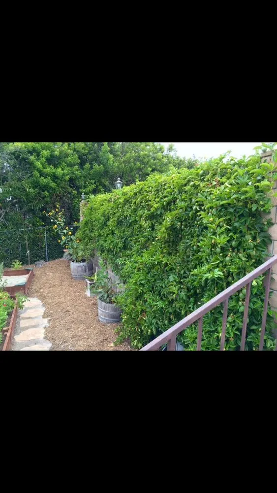 Custom lawn care service in Santa Barbara, CA by Martin Bros Landscape Management