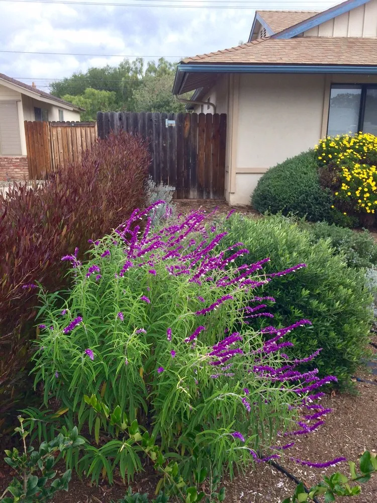 Top-rated landscape design for year-round maintenance across Santa Barbara, CA - Martin Bros Landscape Management