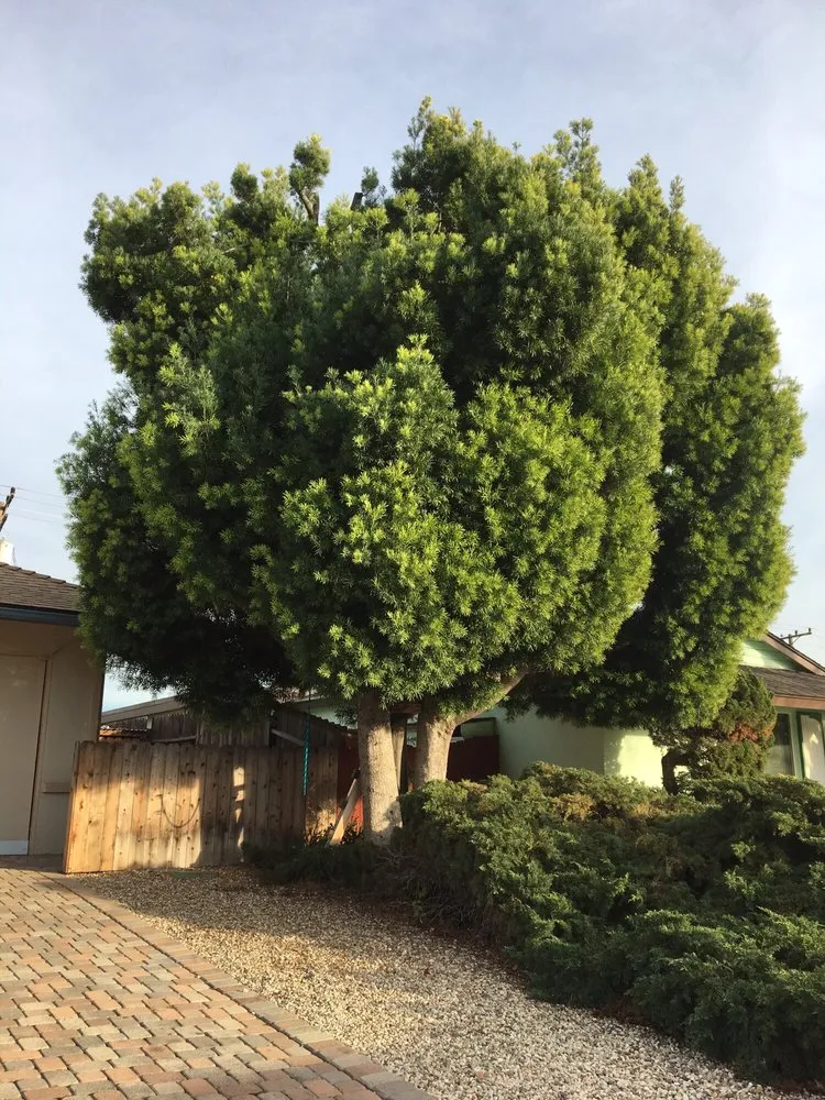 Affordable lawn care service experts serving Santa Barbara, CA - Martin Bros Landscape Management