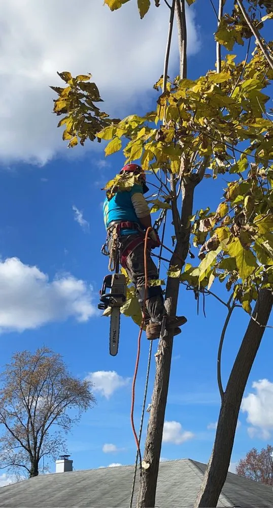 Custom outdoor landscaping for outdoor upgrades across Norristown, PA - Martin Cruz Tree Service & Landscaping