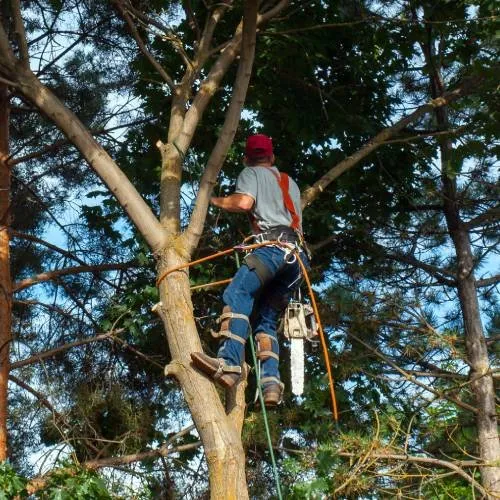 Affordable outdoor landscaping in Norristown, PA by Martin Cruz Tree Service & Landscaping