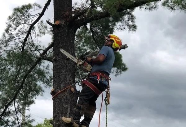 Affordable yard cleanup service for beautiful yards across Norristown, PA - Martin Cruz Tree Service & Landscaping