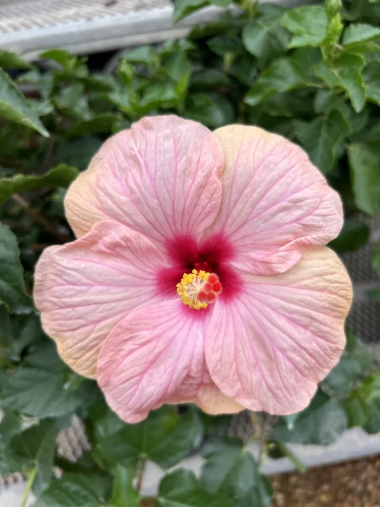 Local landscape installation in Deer Park, TX by Martin Land Design