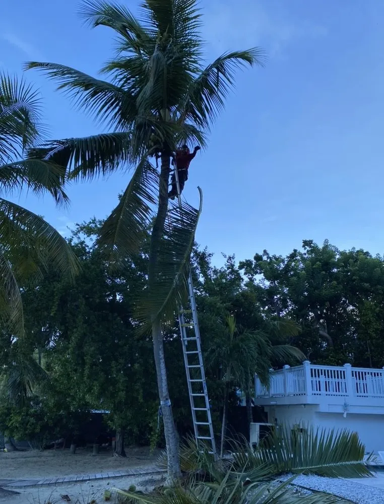 Local landscape design in Homestead, FL - Martin Landscaping & Design