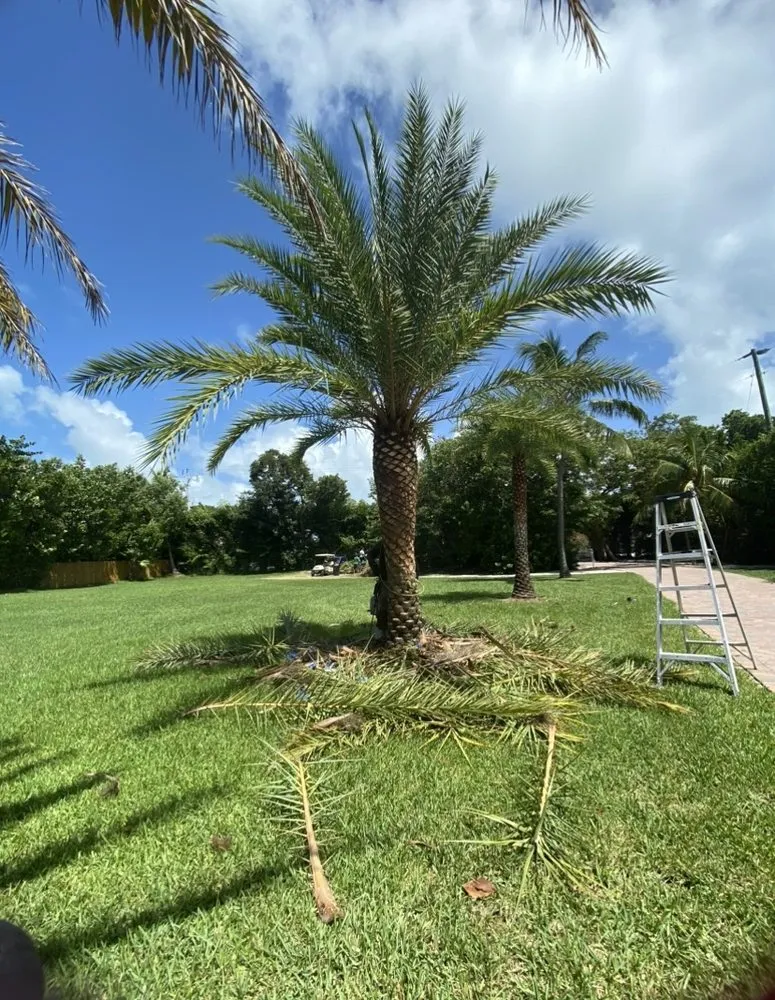 Trusted yard cleanup service experts serving Homestead, FL - Martin Landscaping & Design