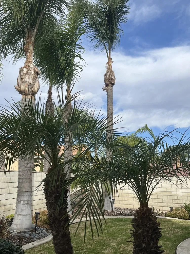 Local yard cleanup service in Riverside, CA - Martin Landscaping