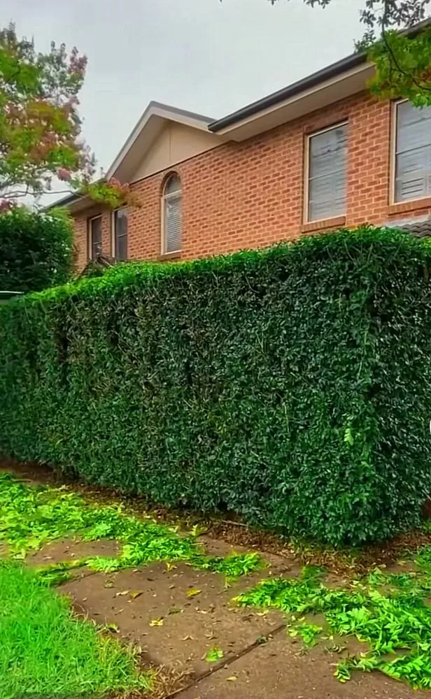 Expert lawn care service in North Richland Hills, TX - Martin Lawn Care