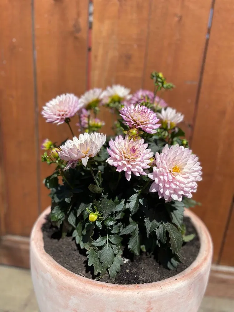 Reliable landscape design in Sonoma, CA - Martin Reyes Landscaping