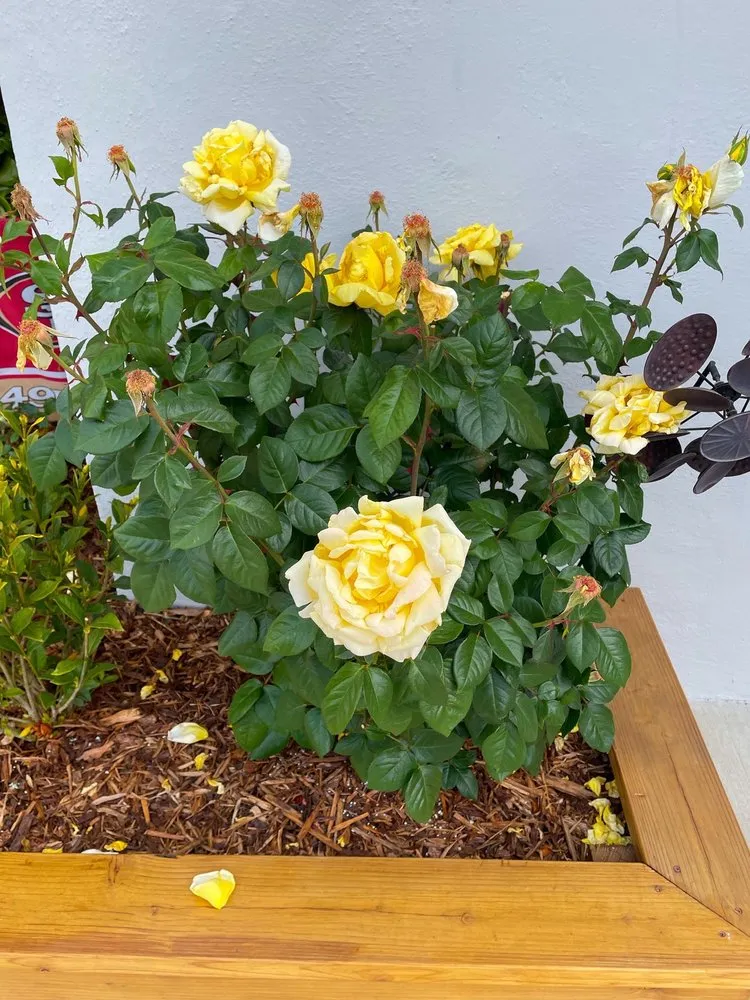 Top-rated lawn mowing service for year-round maintenance in Sonoma, CA by Martin Reyes Landscaping