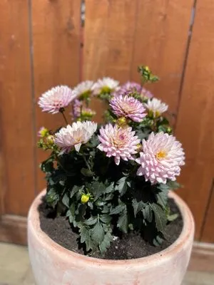 Martin Reyes Landscaping Logo