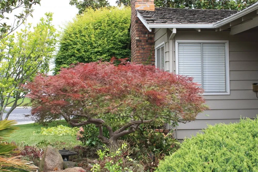 Local landscaping services in Los Altos, CA - Martinez & Smith Landscaping