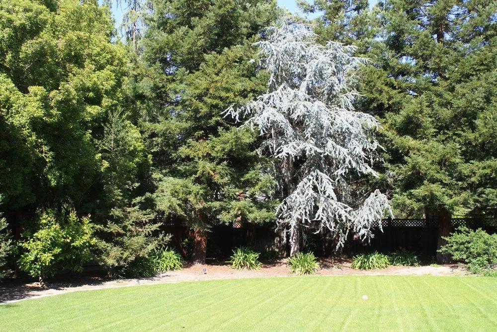 Top-rated landscaping services experts serving Los Altos, CA - Martinez & Smith Landscaping