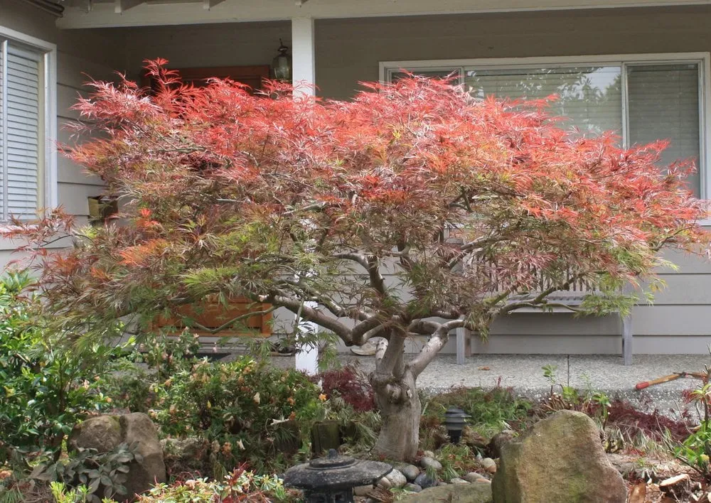 Professional garden landscaping in Los Altos, CA - Martinez & Smith Landscaping