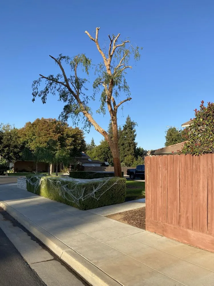 Affordable yard maintenance for outdoor upgrades in Fresno, CA by Martinez 217 Lawn Service & Custom Landscape