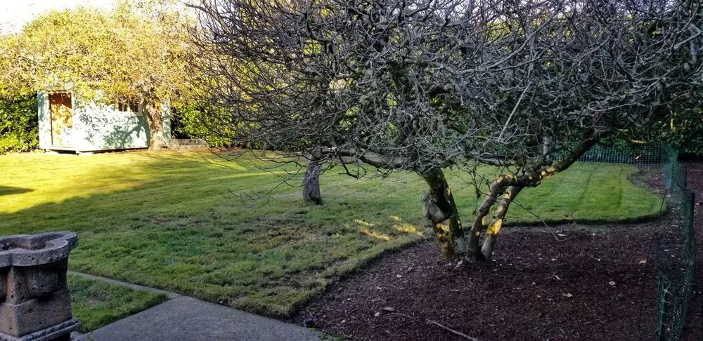 Professional lawn care service in Tacoma, WA - Martinez Brothers Landscaping