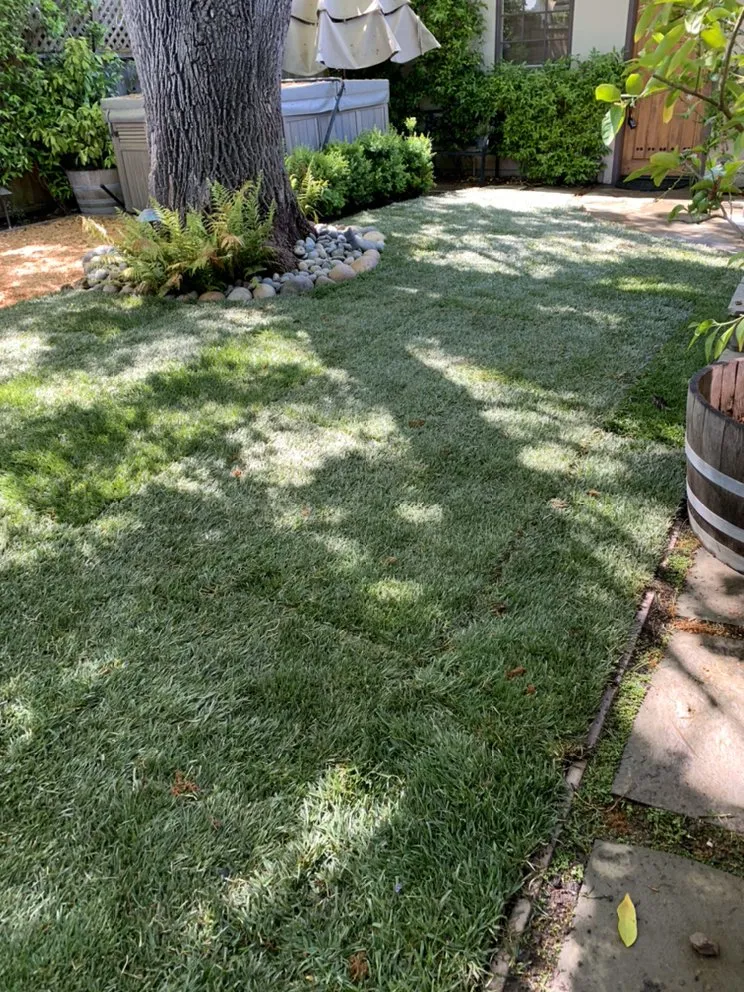 Professional lawn mowing service in San Bruno, CA by Martinez Garden