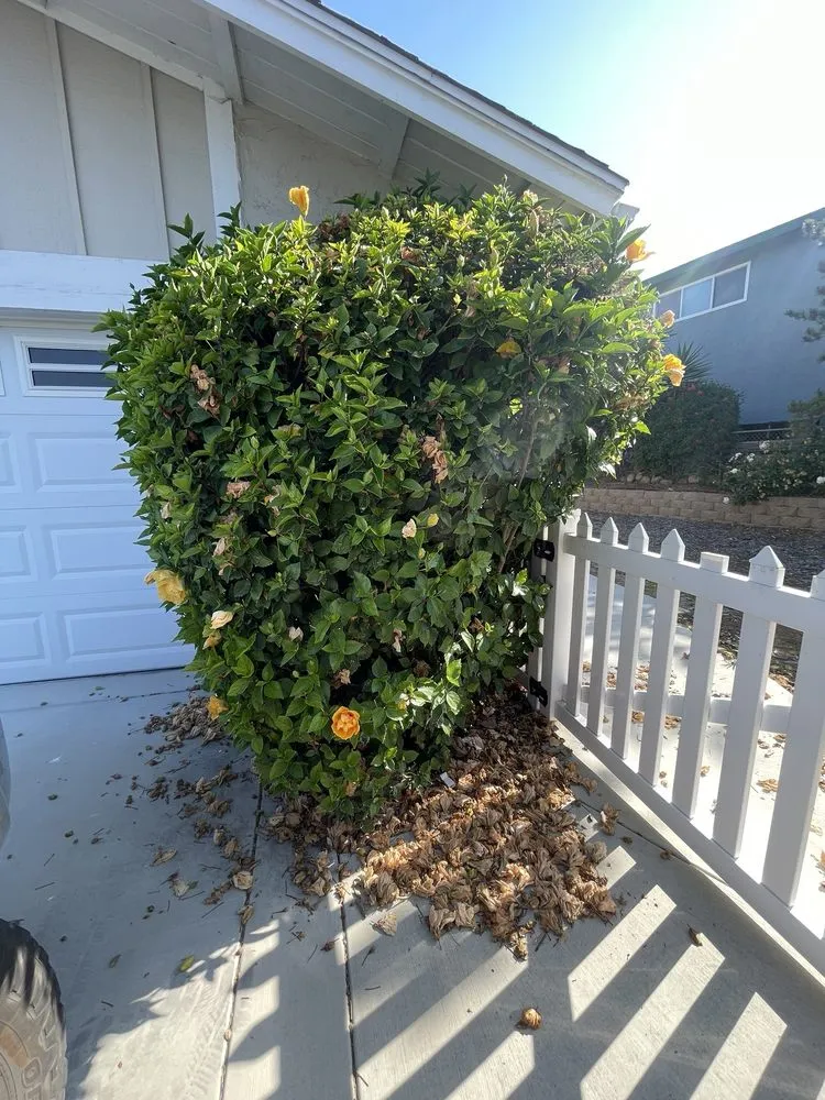 Top-rated outdoor landscaping experts serving San Diego, CA - Martinez Gardening