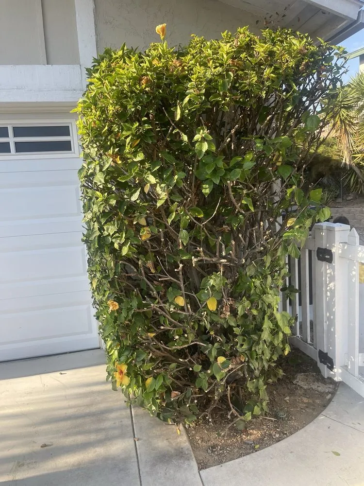 Affordable lawn care service for year-round maintenance across San Diego, CA - Martinez Gardening