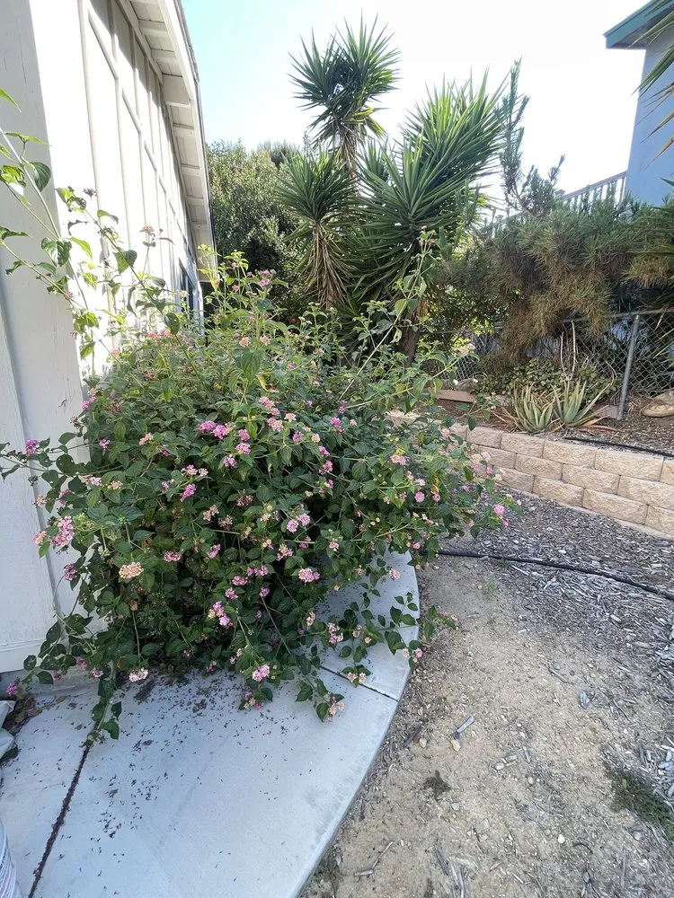 Reliable yard maintenance in San Diego, CA by Martinez Gardening