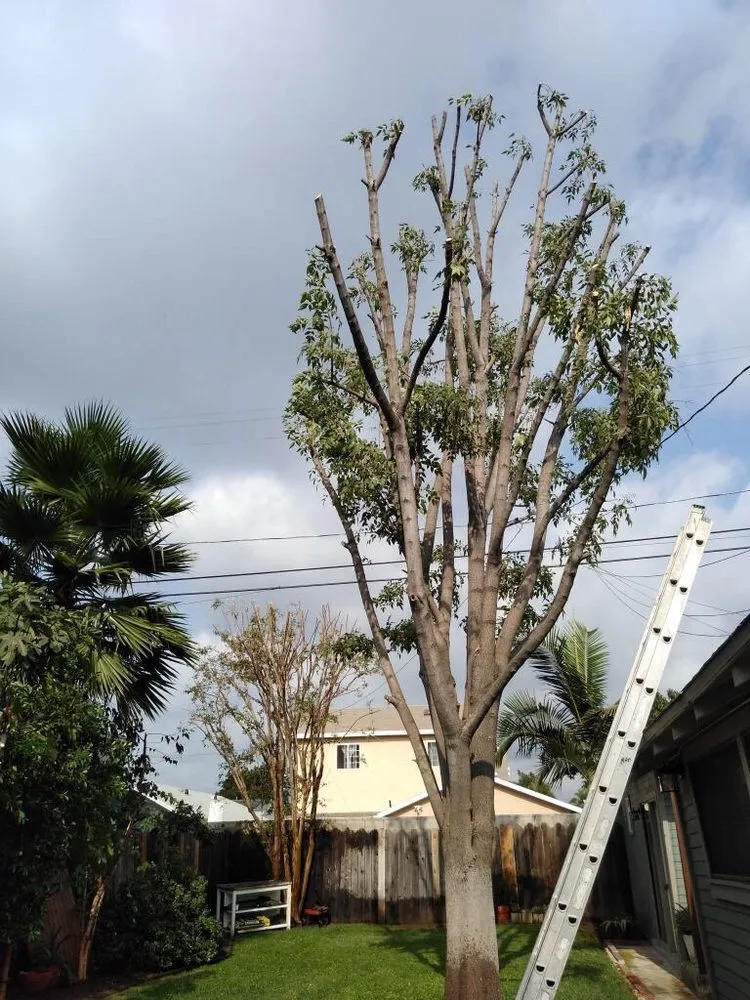 Affordable yard maintenance experts serving Glendale, CA - Martinez Gardening Services