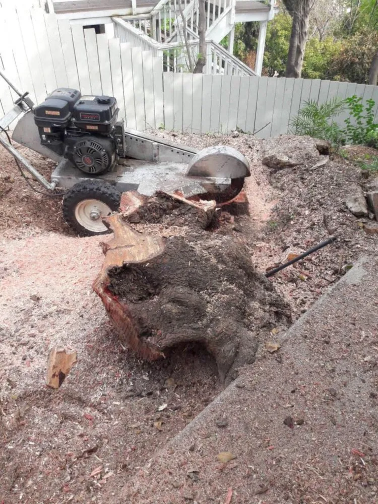 Top-rated yard cleanup service for homes in Glendale, CA by Martinez Gardening Services