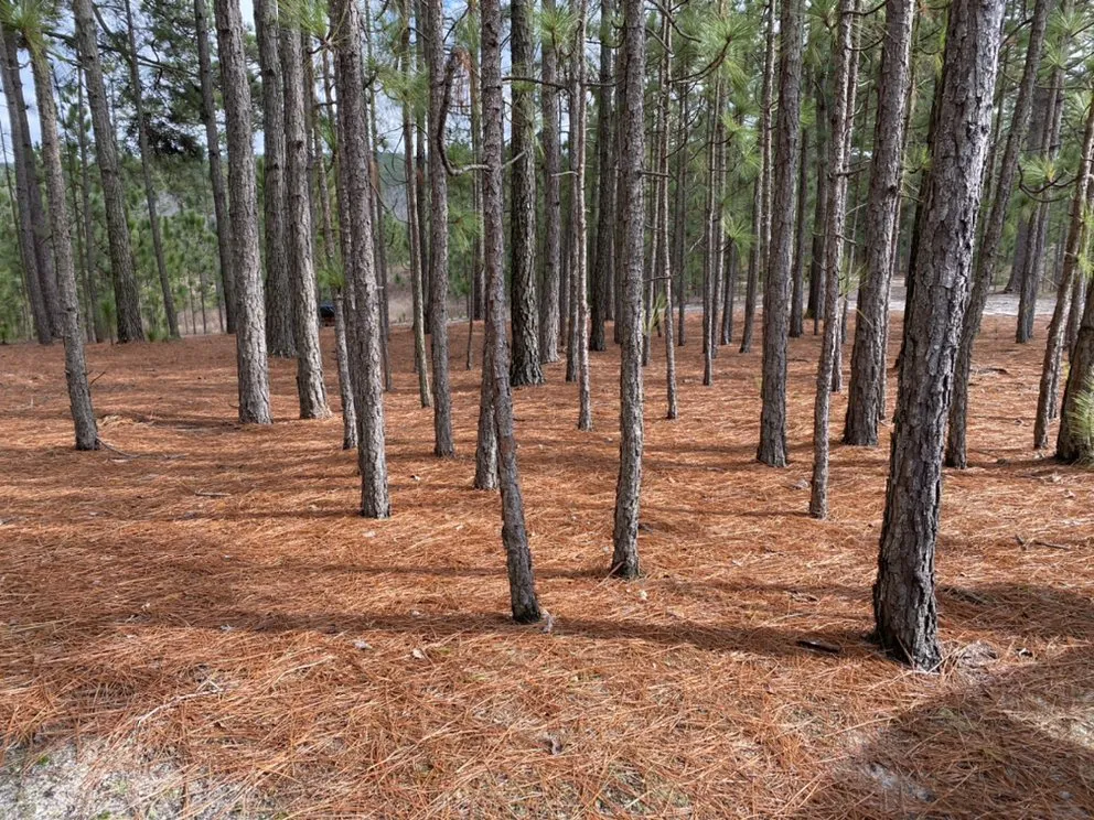 Local landscape design in Vass, NC by Martinez Landcaping