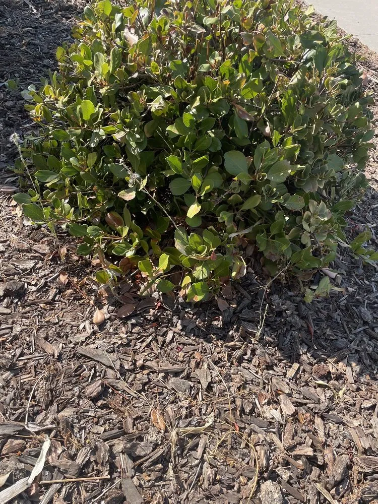 Top-rated yard cleanup service in Sacramento, CA by Martinez Landscape