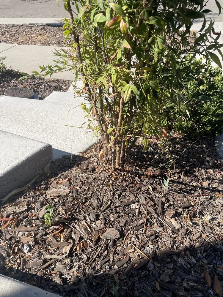 Trusted outdoor landscaping in Sacramento, CA - Martinez Landscape