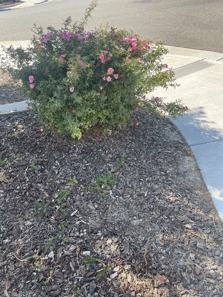 Top-rated garden landscaping for homes in Sacramento, CA by Martinez Landscape