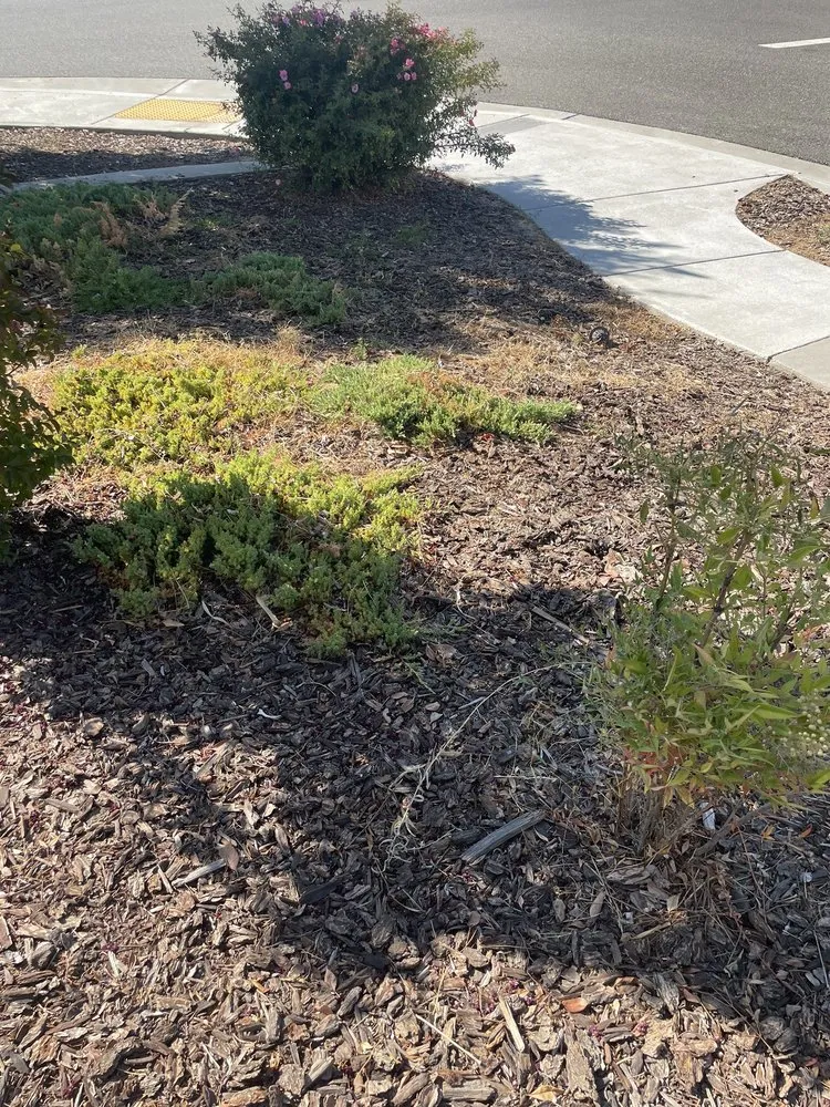 Top-rated yard cleanup service experts serving Sacramento, CA - Martinez Landscape
