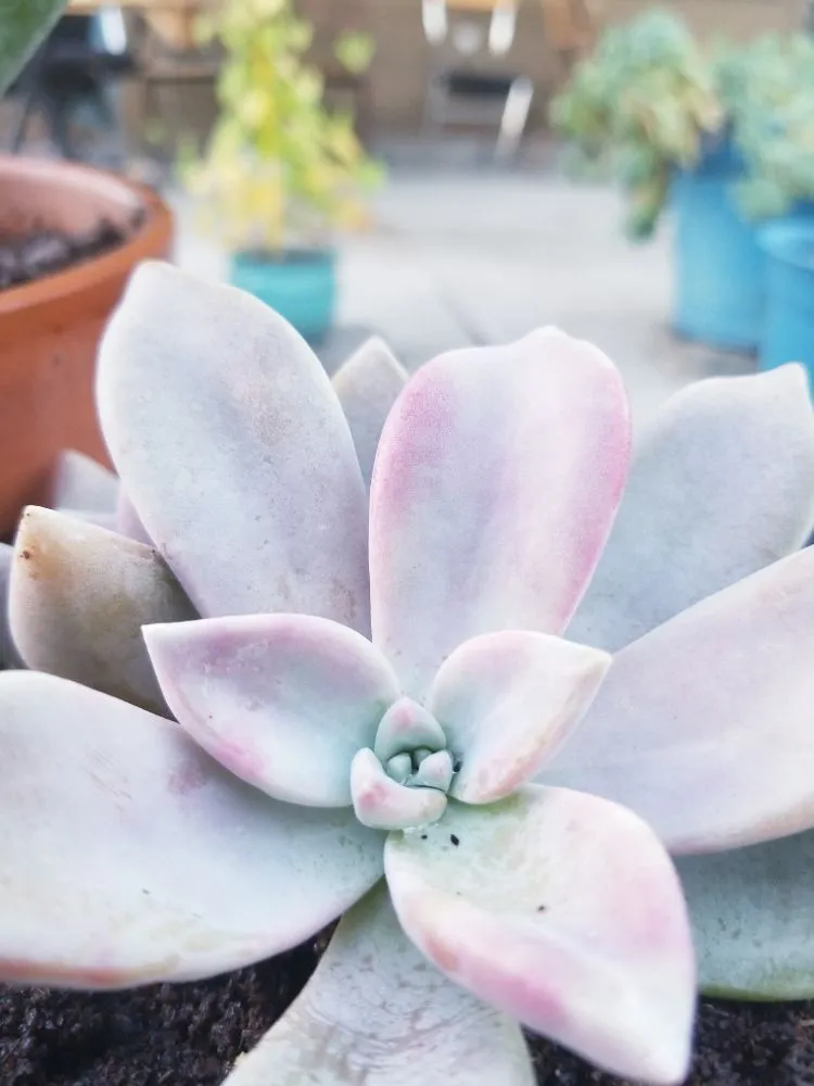 Affordable yard cleanup service experts serving Brea, CA - Martinez Landscape Service