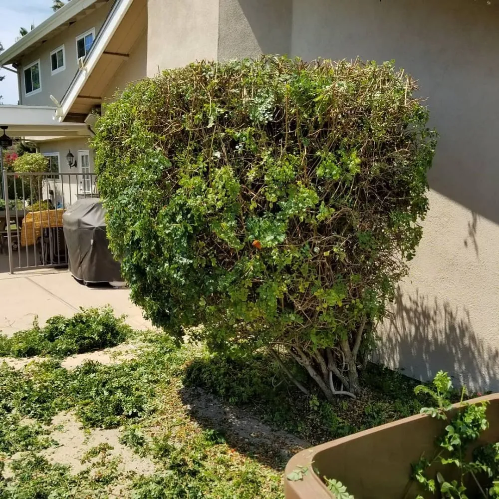 Local landscape installation in Brea, CA - Martinez Landscape Service