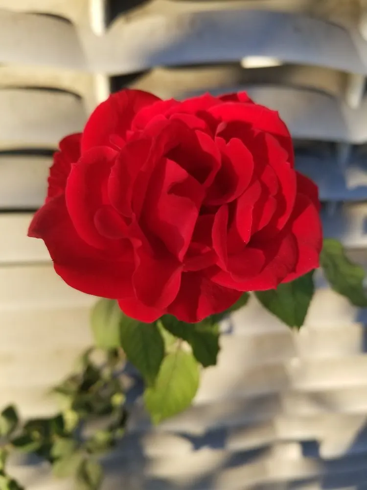 Professional yard cleanup service for beautiful yards in Brea, CA by Martinez Landscape Service