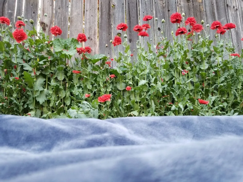 Reliable lawn mowing service for beautiful yards across Brea, CA - Martinez Landscape Service