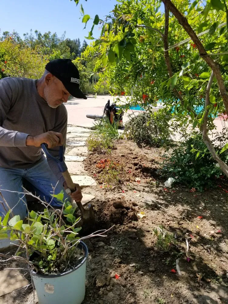 Trusted landscaping services in Brea, CA by Martinez Landscape Service