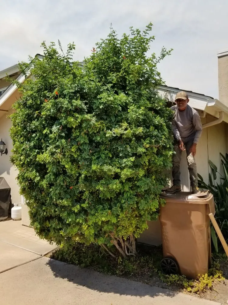 Top-rated yard cleanup service in Brea, CA by Martinez Landscape Service