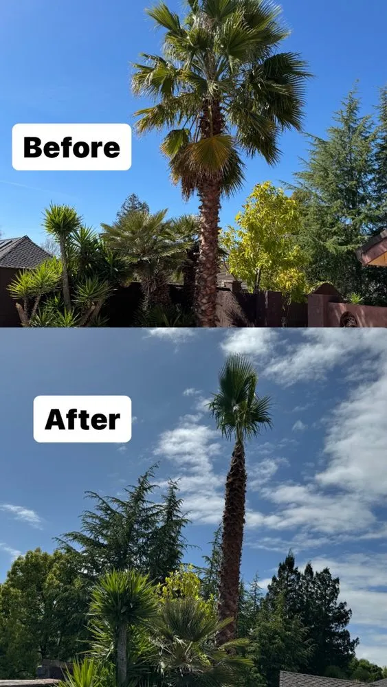 Expert yard maintenance experts serving Turlock, CA - Martinez Landscape