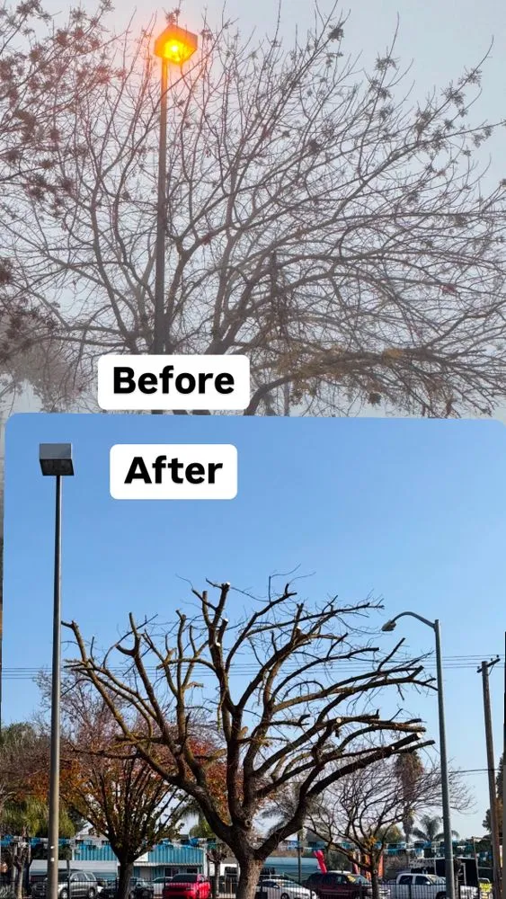 Affordable lawn care service experts serving Turlock, CA - Martinez Landscape