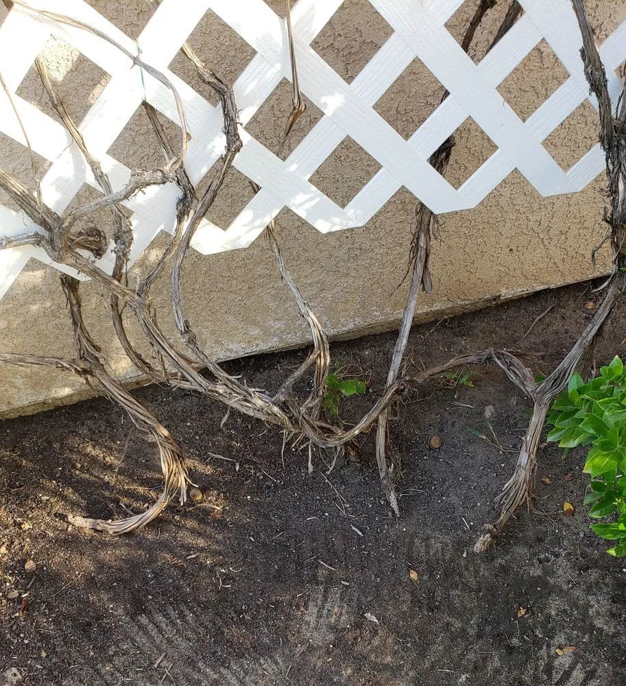 Reliable lawn mowing service near you in Fresno, CA by Martinez Landscaping & Lawn Service