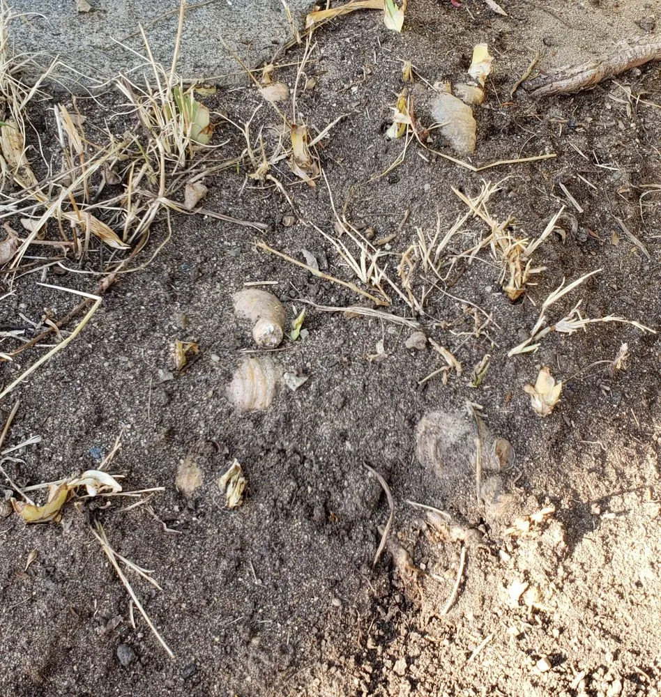 Custom residential landscaping for homes in Fresno, CA by Martinez Landscaping & Lawn Service