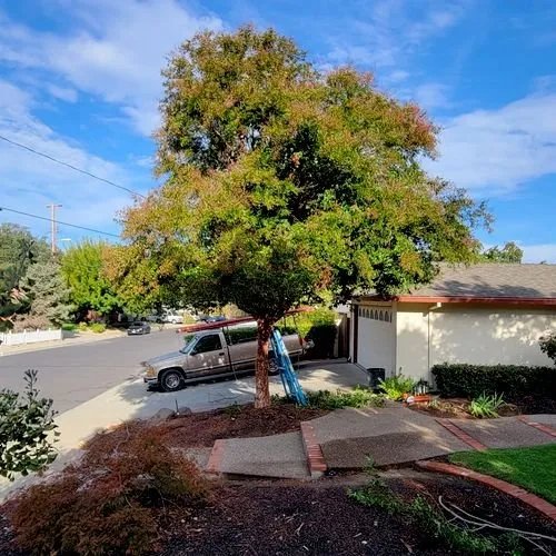 Expert outdoor landscaping experts serving Pittsburg, CA - Martinez Landscaping & Tree Service