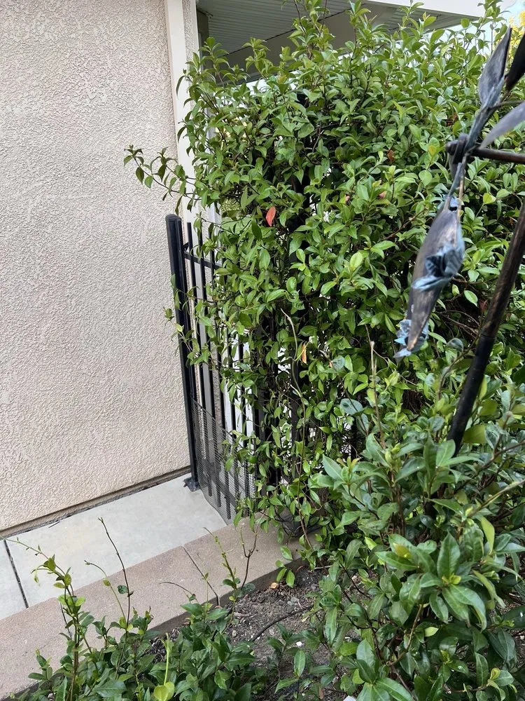 Expert landscaping services experts serving Pittsburg, CA - Martinez Landscaping & Tree Service