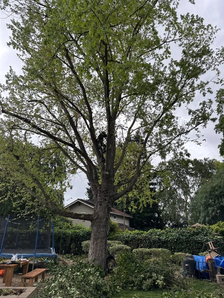 Affordable lawn mowing service in Pittsburg, CA by Martinez Landscaping & Tree Service