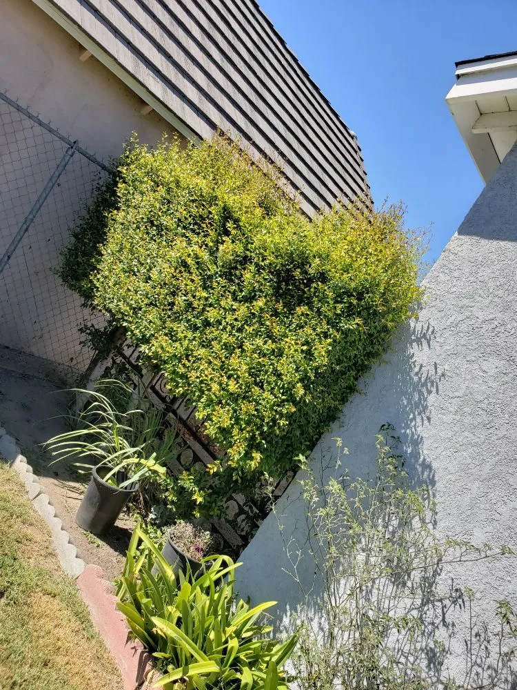 Reliable landscaping services experts serving Anaheim, CA - Martinez Landscaping