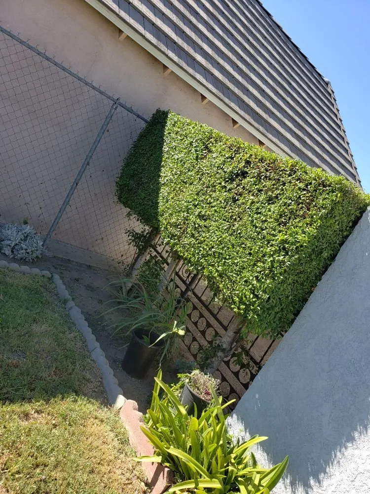 Affordable lawn care service in Anaheim, CA - Martinez Landscaping