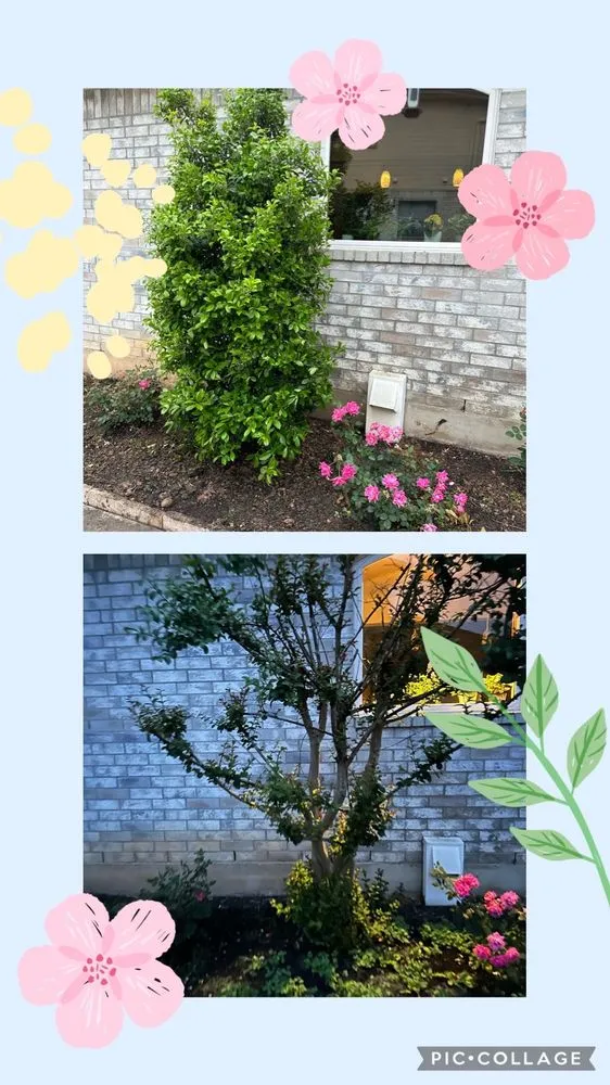 Local yard maintenance in Round Rock, TX by Martinez Landscaping And Sprinklers System