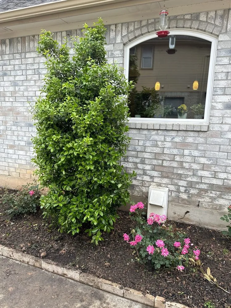 Professional yard cleanup service experts serving Round Rock, TX - Martinez Landscaping And Sprinklers System