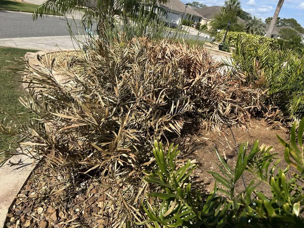 Affordable yard maintenance in Lady Lake, FL - Martinez Landscaping And Tree Service