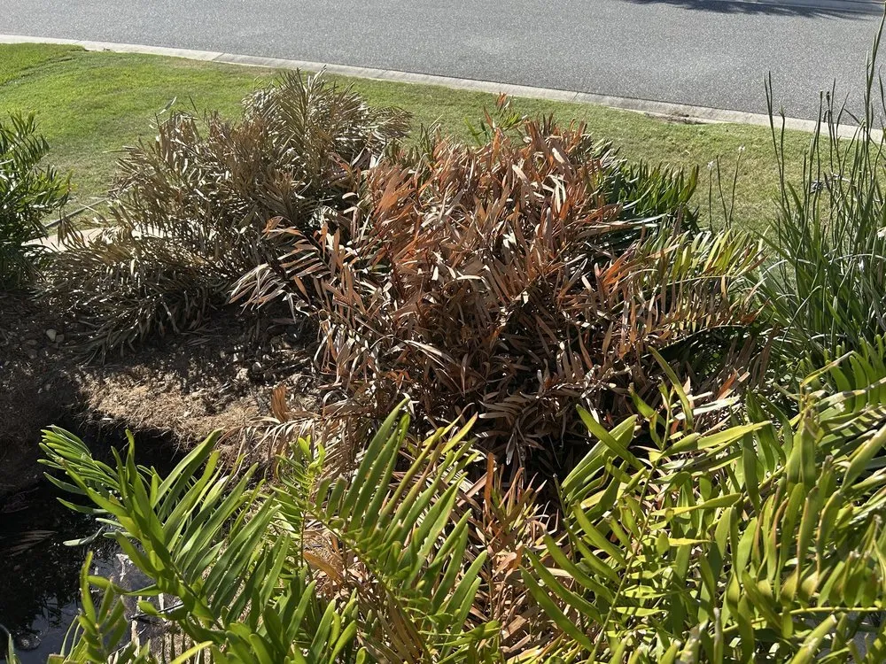 Trusted yard cleanup service in Lady Lake, FL by Martinez Landscaping And Tree Service